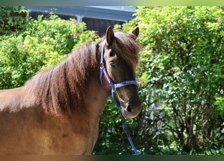 Islandpferd, Stute, 6 Jahre, Rappe