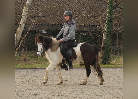 Islandpferd, Stute, 7 Jahre, 130 cm, Schecke