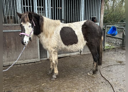 Islandpferd, Stute, 7 Jahre, 130 cm, Schecke