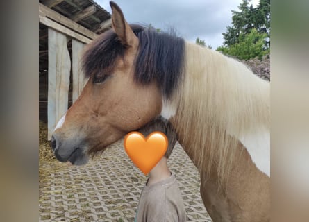 Islandpferd, Stute, 7 Jahre, 134 cm, Schecke
