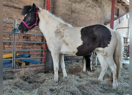 Islandpferd, Stute, 7 Jahre, 135 cm, Schecke