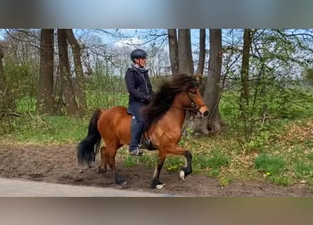 Islandpferd, Stute, 7 Jahre, 138 cm, Brauner
