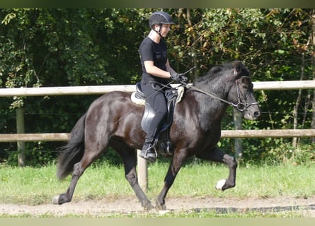 Islandpferd, Stute, 7 Jahre, 138 cm, Rappe