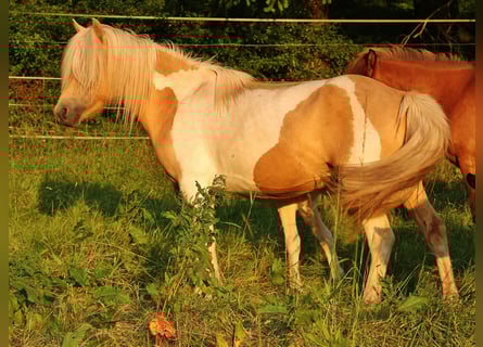 Islandpferd, Stute, 7 Jahre, 138 cm, Schecke