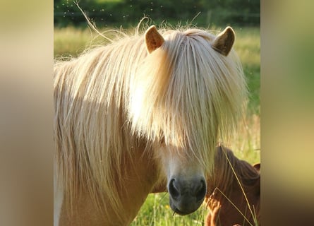 Islandpferd, Stute, 7 Jahre, 138 cm, Schecke