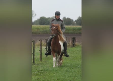 Islandpferd, Stute, 7 Jahre, 140 cm, Schecke