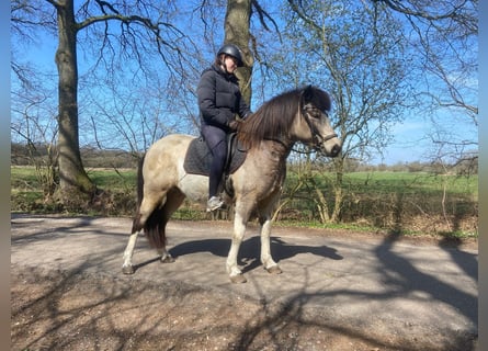 Islandpferd, Stute, 7 Jahre, 140 cm, Tobiano-alle-Farben