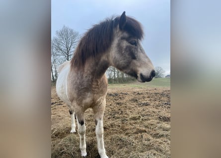 Islandpferd, Stute, 7 Jahre, 140 cm, Tobiano-alle-Farben