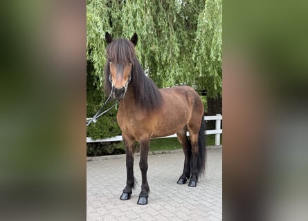 Islandpferd, Stute, 7 Jahre, 141 cm, Brauner