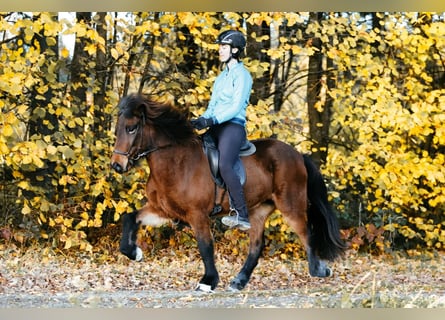 Islandpferd, Stute, 7 Jahre, 145 cm, Brauner