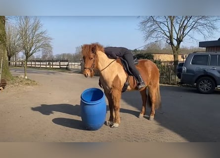 Islandpferd, Stute, 7 Jahre, 148 cm, Fuchs