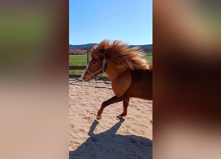 Islandpferd, Stute, 7 Jahre