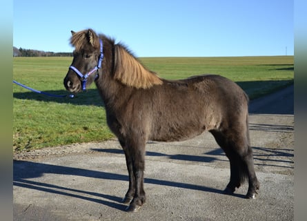 Islandpferd, Stute, 7 Jahre, Rappe