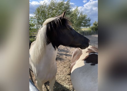 Islandpferd, Stute, 8 Jahre, 136 cm, Schecke