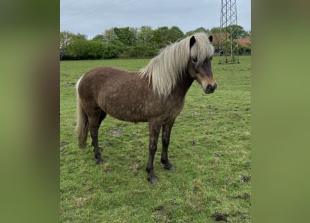 Islandpferd, Stute, 8 Jahre, 138 cm