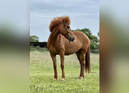 Islandpferd, Stute, 8 Jahre, 138 cm, Fuchs