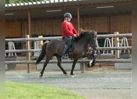 Islandpferd, Stute, 8 Jahre, 139 cm, Rappe