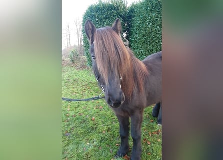 Islandpferd, Stute, 8 Jahre, 139 cm, Rappe