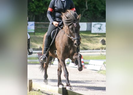 Islandpferd, Stute, 8 Jahre, 139 cm, Rappe
