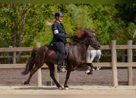 Islandpferd, Stute, 8 Jahre, 139 cm, Rappe
