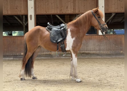 Islandpferd, Stute, 8 Jahre, 139 cm, Schecke