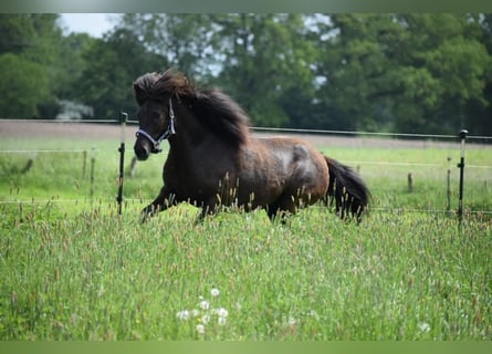 Islandpferd, Stute, 8 Jahre, 140 cm, Brauner
