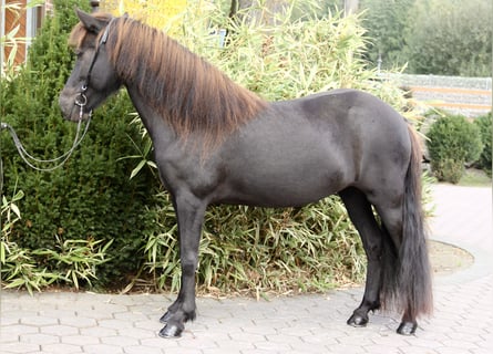 Islandpferd, Stute, 8 Jahre, 140 cm, Rappe