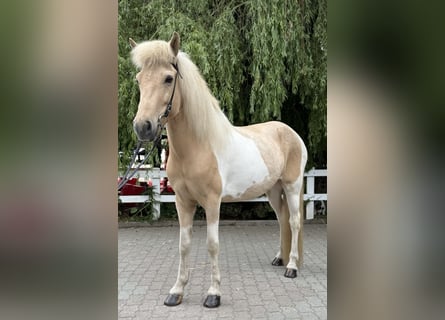 Islandpferd, Stute, 8 Jahre, 142 cm, Schecke