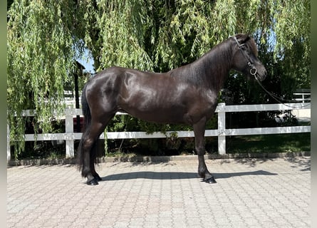 Islandpferd, Stute, 8 Jahre, 143 cm, Rappe
