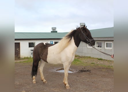 Islandpferd, Stute, 8 Jahre, 144 cm, Tobiano-alle-Farben