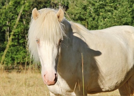 Islandpferd, Stute, 8 Jahre, Perlino