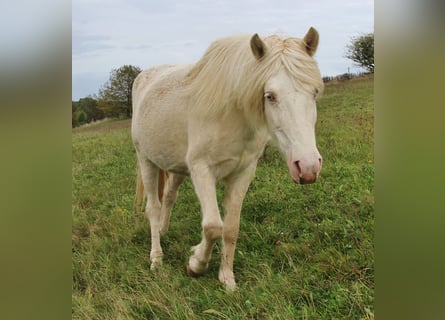Islandpferd, Stute, 9 Jahre, 137 cm, Perlino