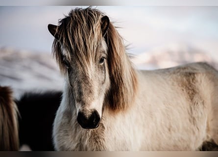 Islandpferd, Stute, 9 Jahre, 138 cm, Buckskin