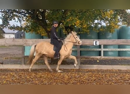 Islandpferd, Stute, 9 Jahre, 140 cm, Palomino