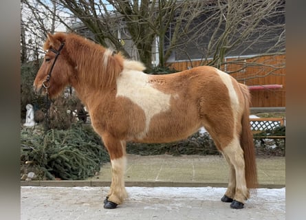 Islandpferd, Stute, 9 Jahre, 140 cm, Schecke