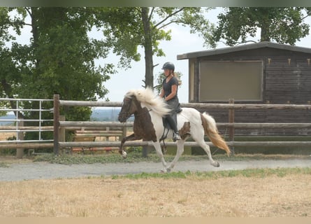 Islandpferd, Stute, 9 Jahre, 140 cm, Schecke