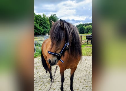 Islandpferd, Stute, 9 Jahre, 142 cm, Brauner