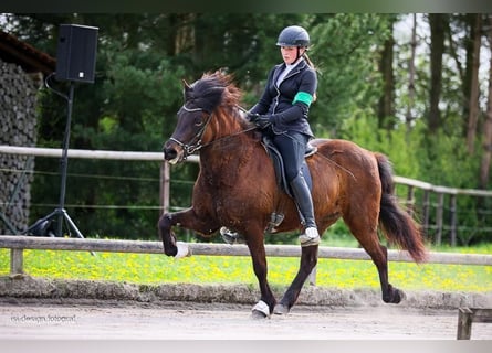 Islandpferd, Stute, 9 Jahre, 144 cm, Dunkelbrauner