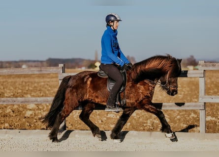 Islandpferd, Stute, 9 Jahre, 144 cm, Rappe