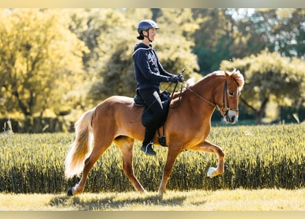 Islandpferd, Stute, 9 Jahre, 146 cm, Fuchs