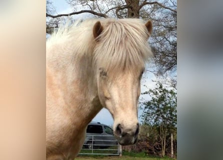 Islandpferd, Stute, 9 Jahre, Palomino