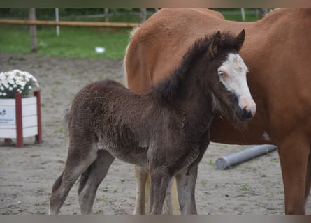 Islandpferd, Stute, Fohlen (01/2025), 140 cm, Rappe