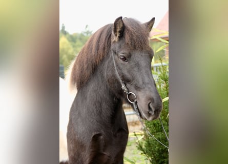 Islandpferd, Wallach, 10 Jahre, 140 cm, Schecke
