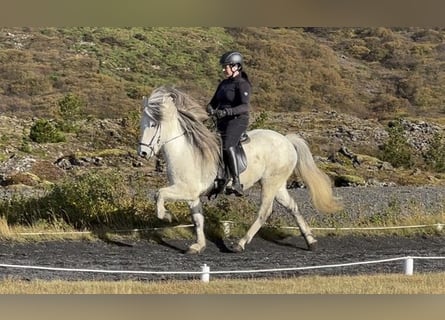 Islandpferd, Wallach, 10 Jahre, 140 cm, Schimmel