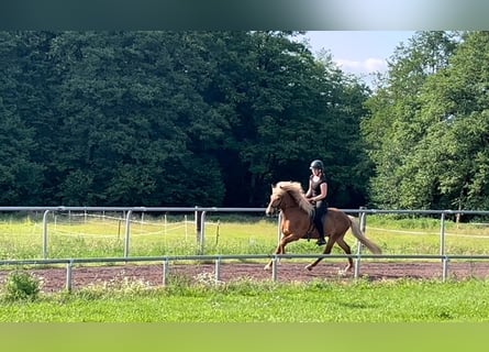 Islandpferd, Wallach, 10 Jahre, 142 cm, Fuchs