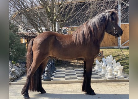 Islandpferd, Wallach, 10 Jahre, 142 cm, Rappe