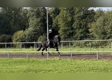 Islandpferd, Wallach, 10 Jahre, 147 cm, Rappe