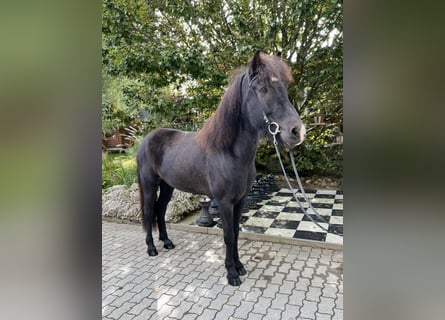 Islandpferd, Wallach, 10 Jahre, 149 cm, Rappe