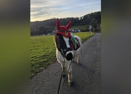 Islandpferd, Wallach, 10 Jahre