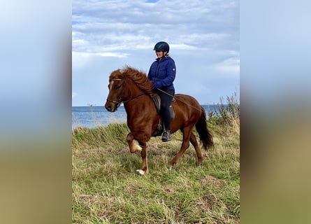 Islandpferd, Wallach, 11 Jahre, 137 cm, Dunkelfuchs